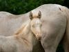 pouliche akhal teke perlino