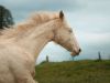 pouliche akhal teke creme aux yeux bleus au pré avec sa mère, une jument crème aux yeux bleus