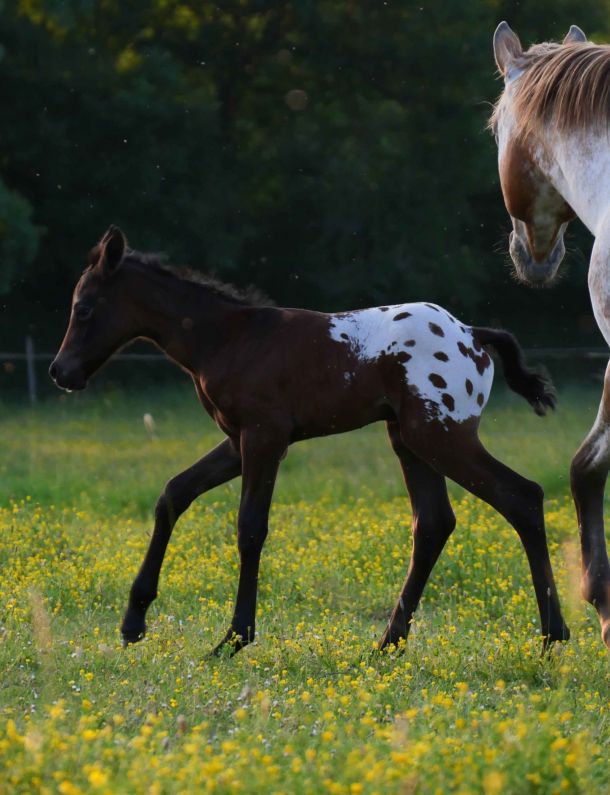pouliche nez percé pouliniere appaloosa