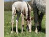 poulain appaloosa bai capé few spot