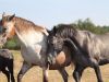 étalon akhal teke avec jument appaloosa