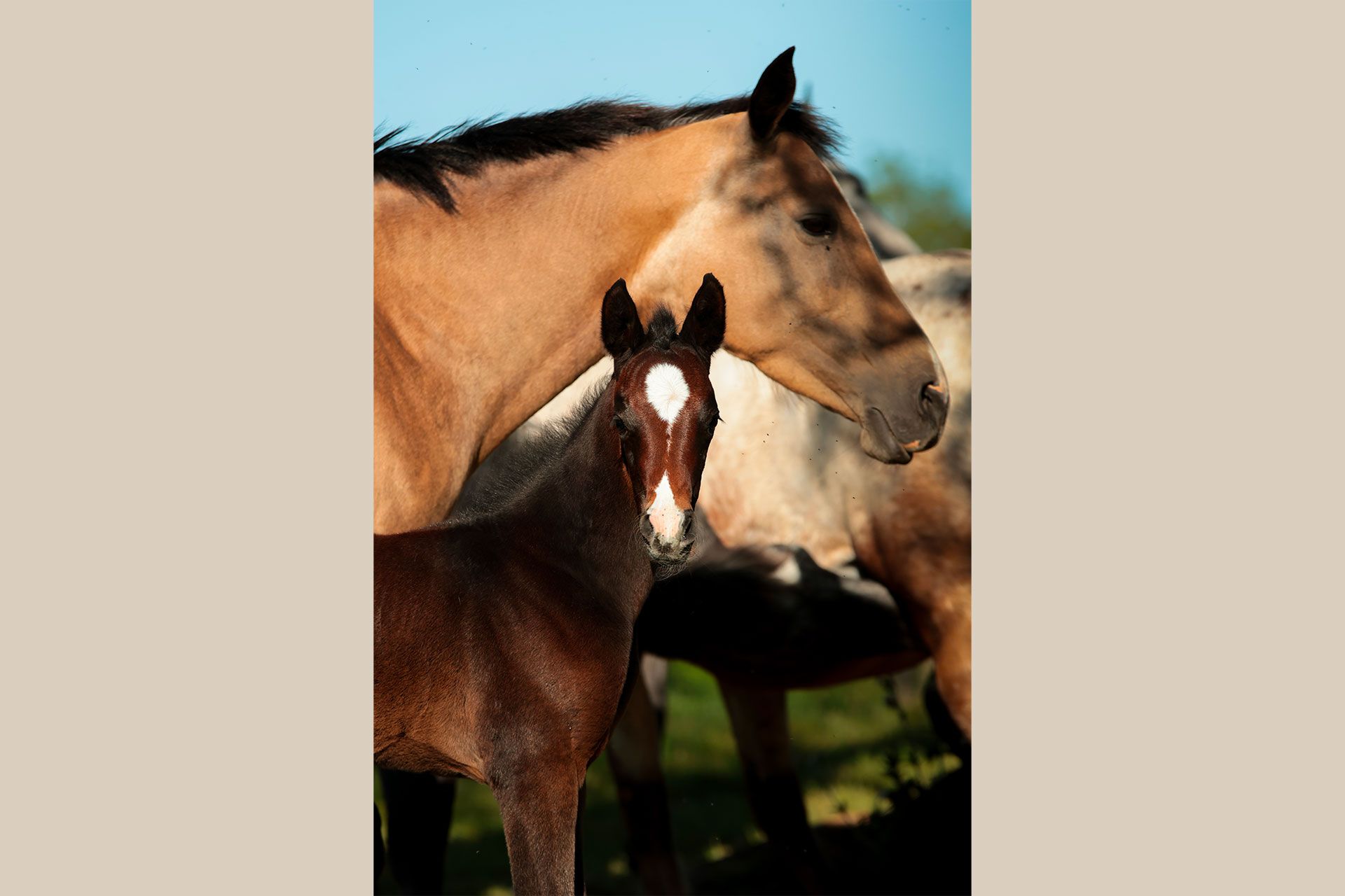 belle pouliche akhal teke cachée derrière sa mère
