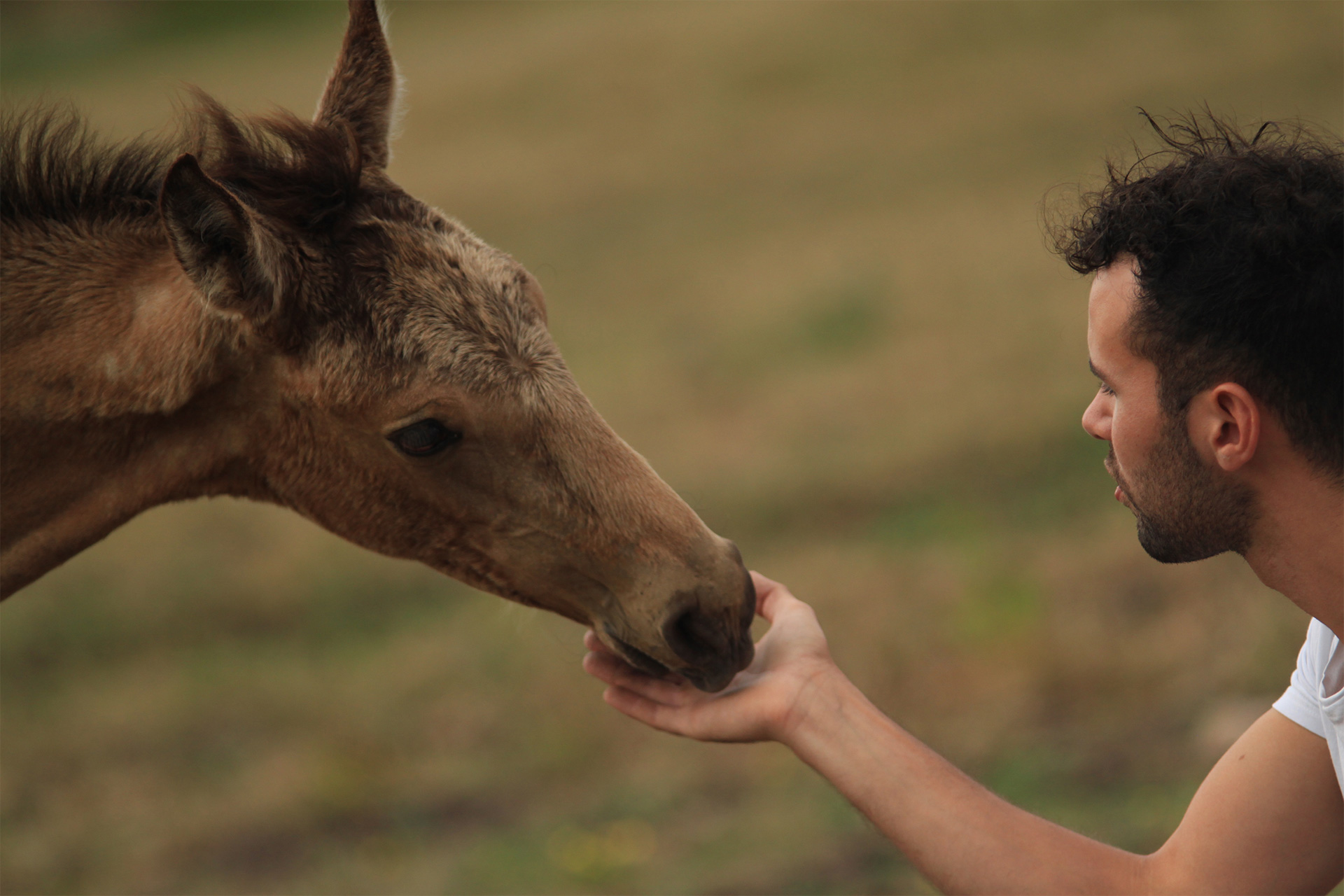 Poulain akhal teke isabelle