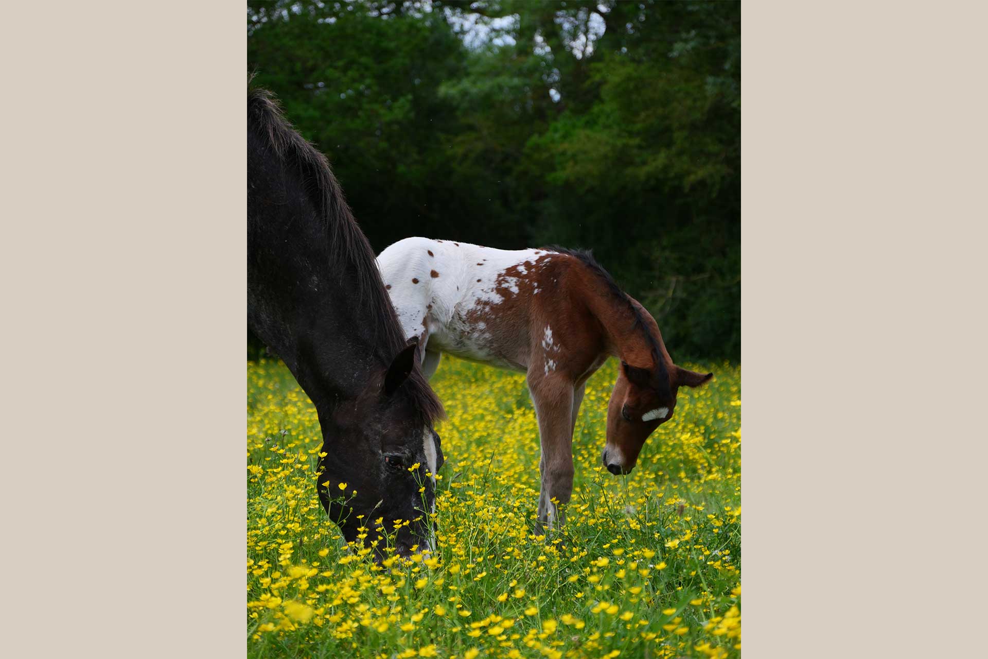 poulain appaloosa bai spotted avec jument appaloosa noir spotted