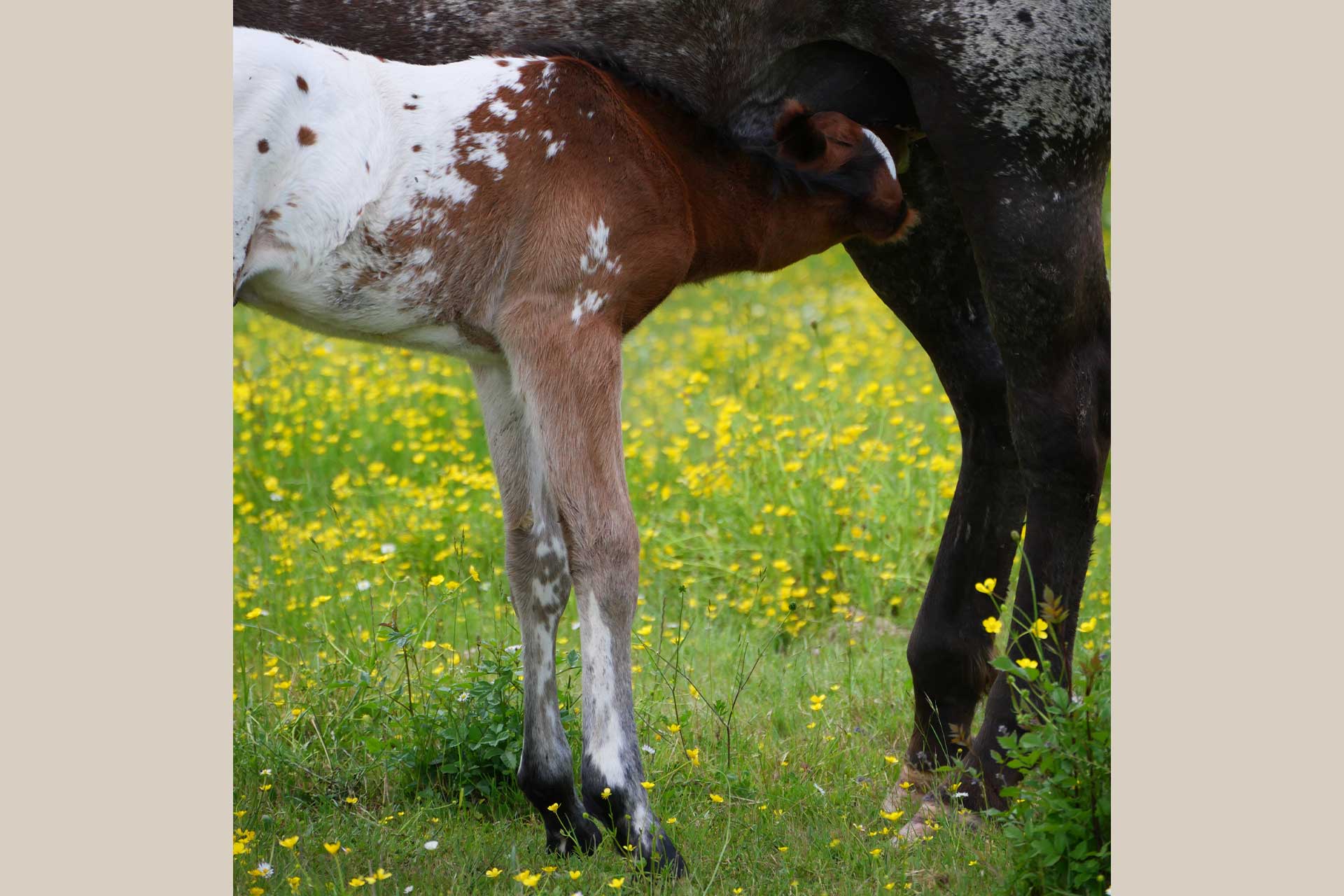 poulain appaloosa qui tette sa mère