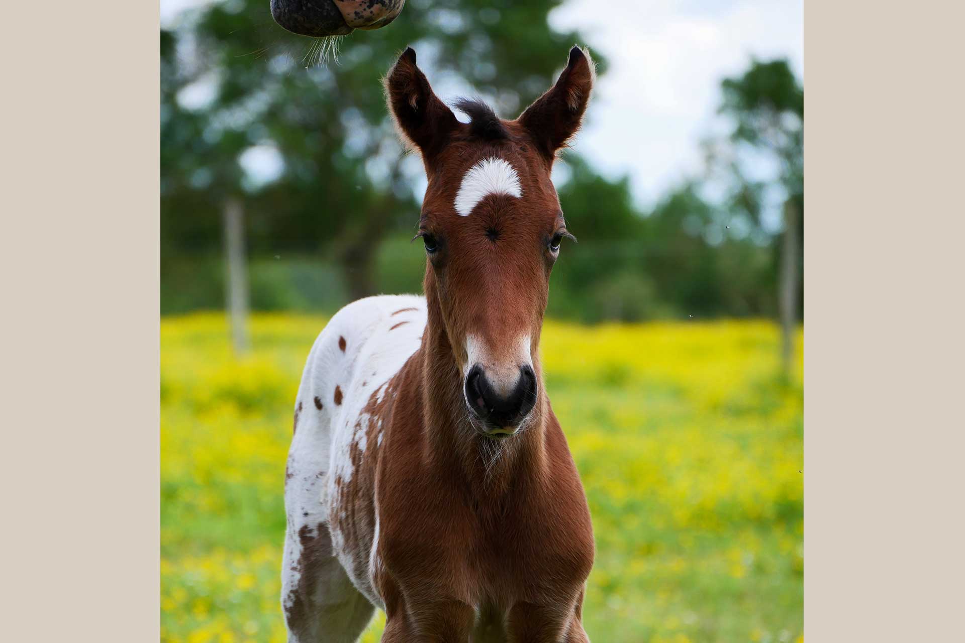 poulain appaloosa bai spotted