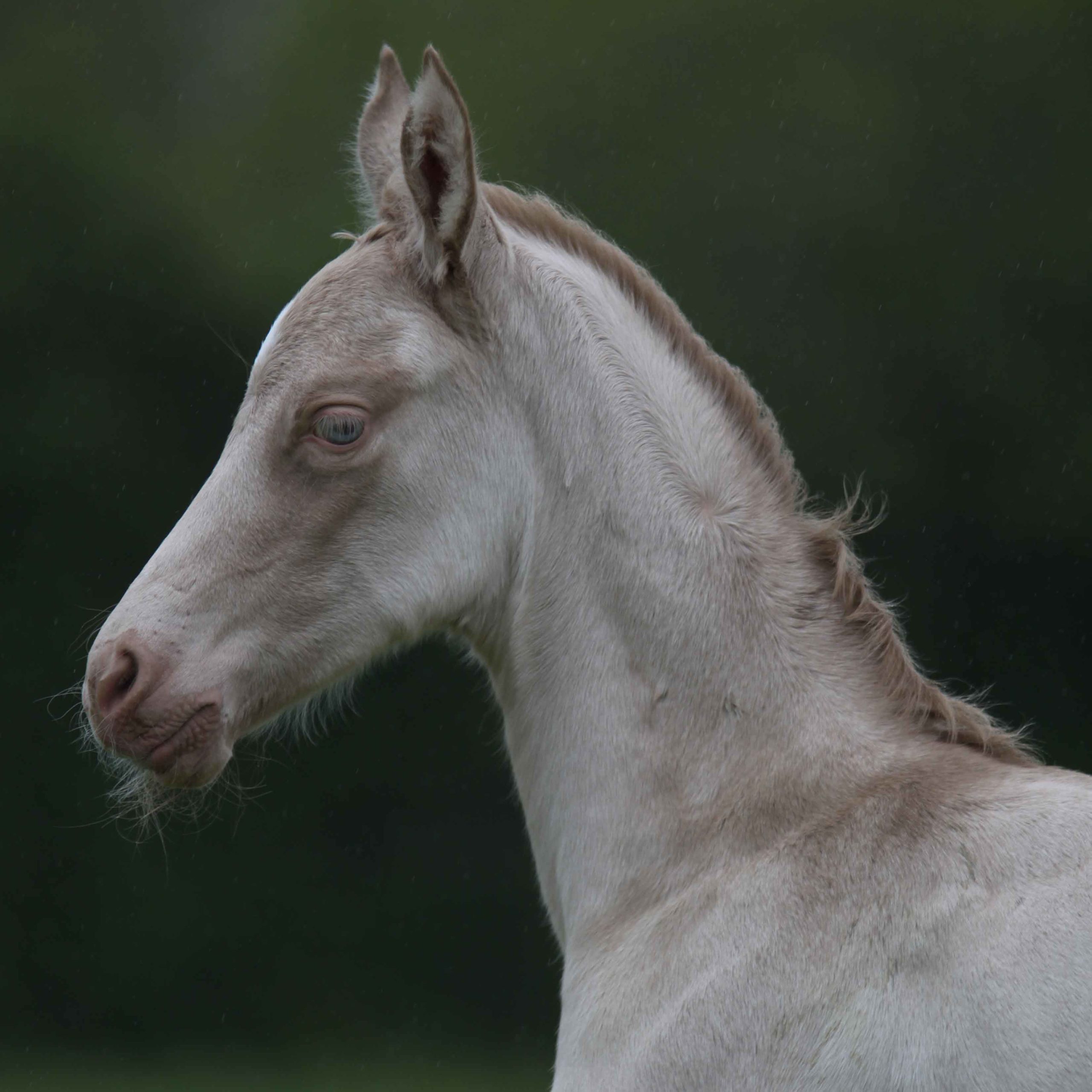 Pouliche creme aux yeux bleus akhal teke