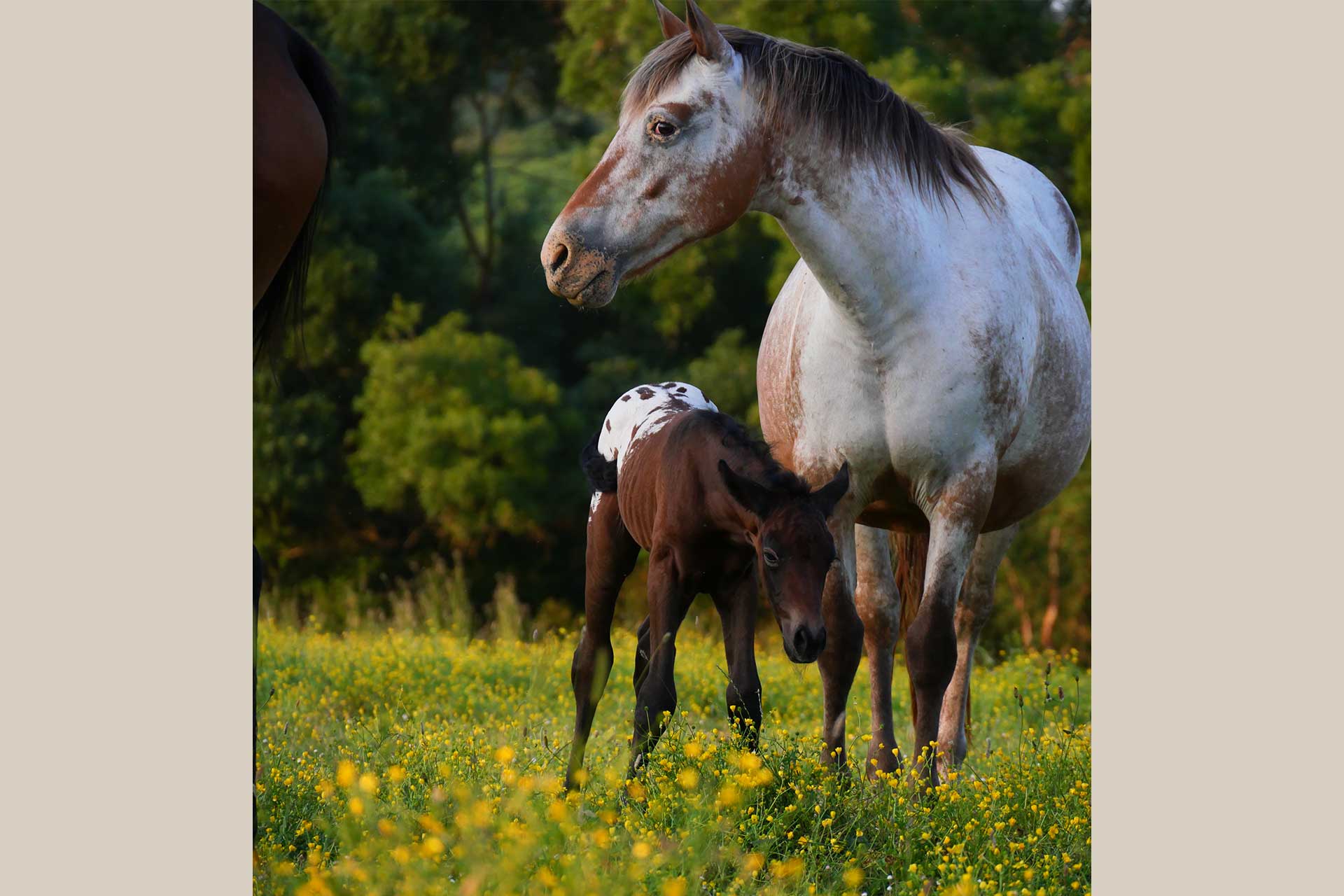 pouliche nez percé avec sa mère appaloosa