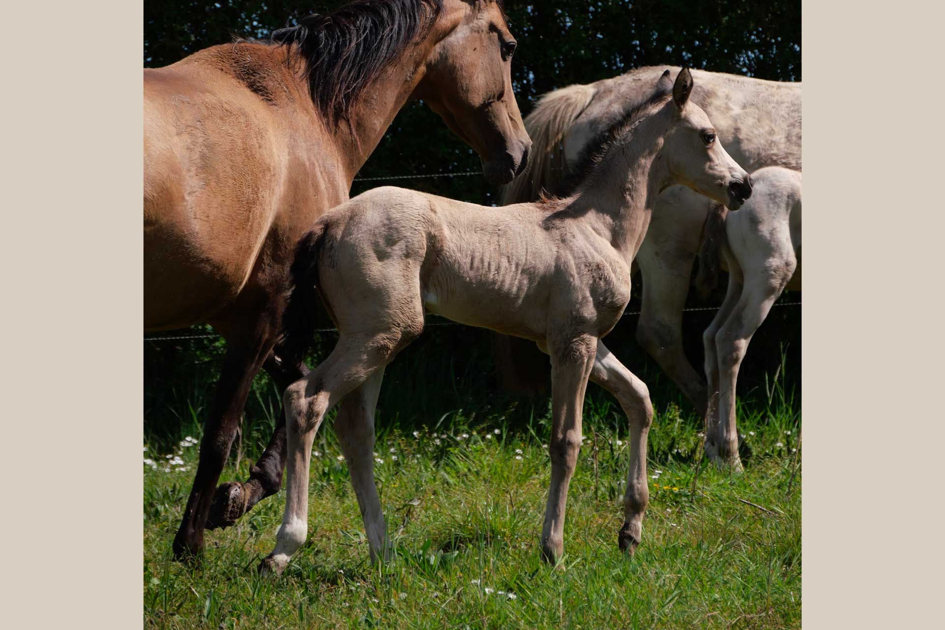 belle pouliche akhal teke au pré