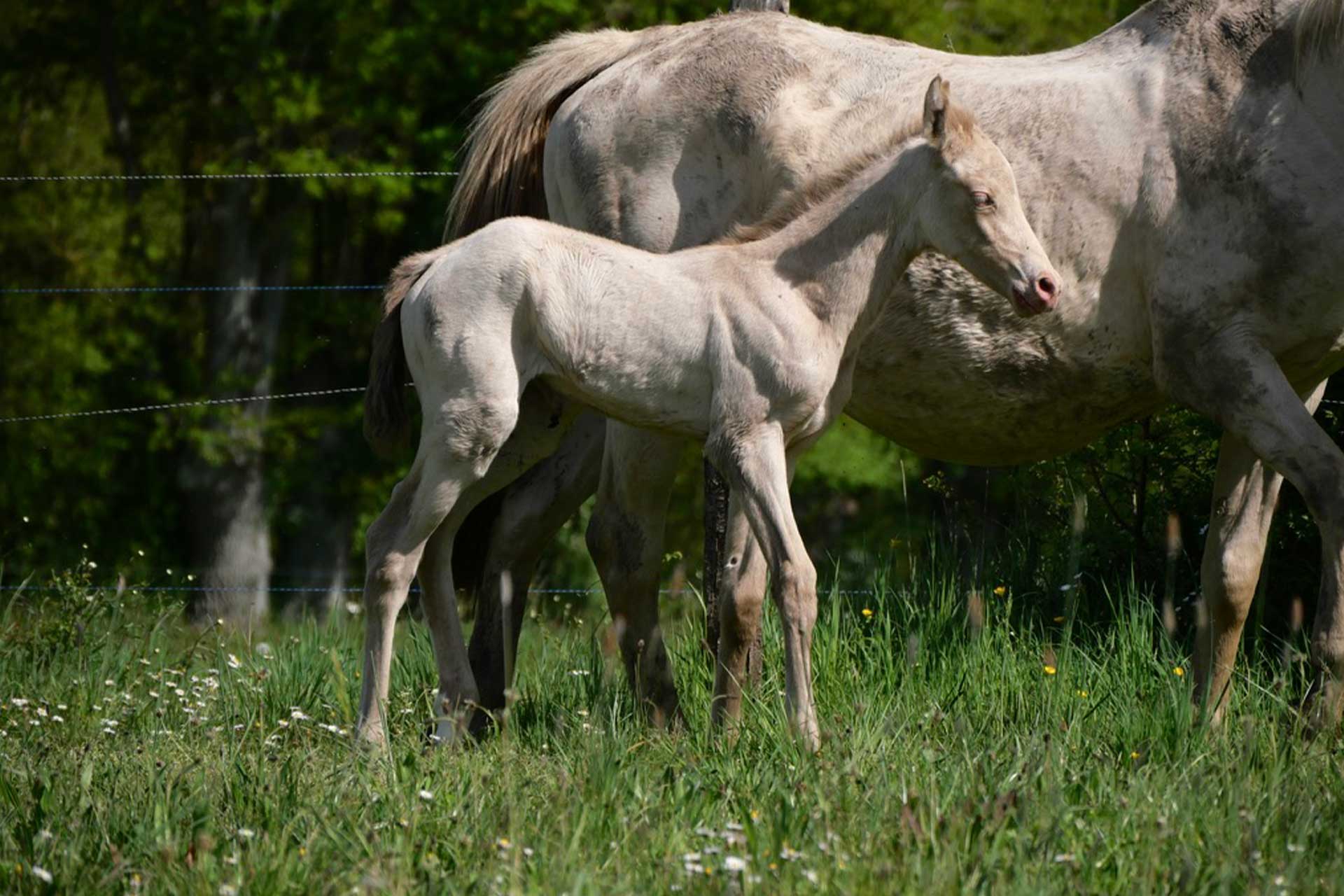 pouliche akhal teke perlino