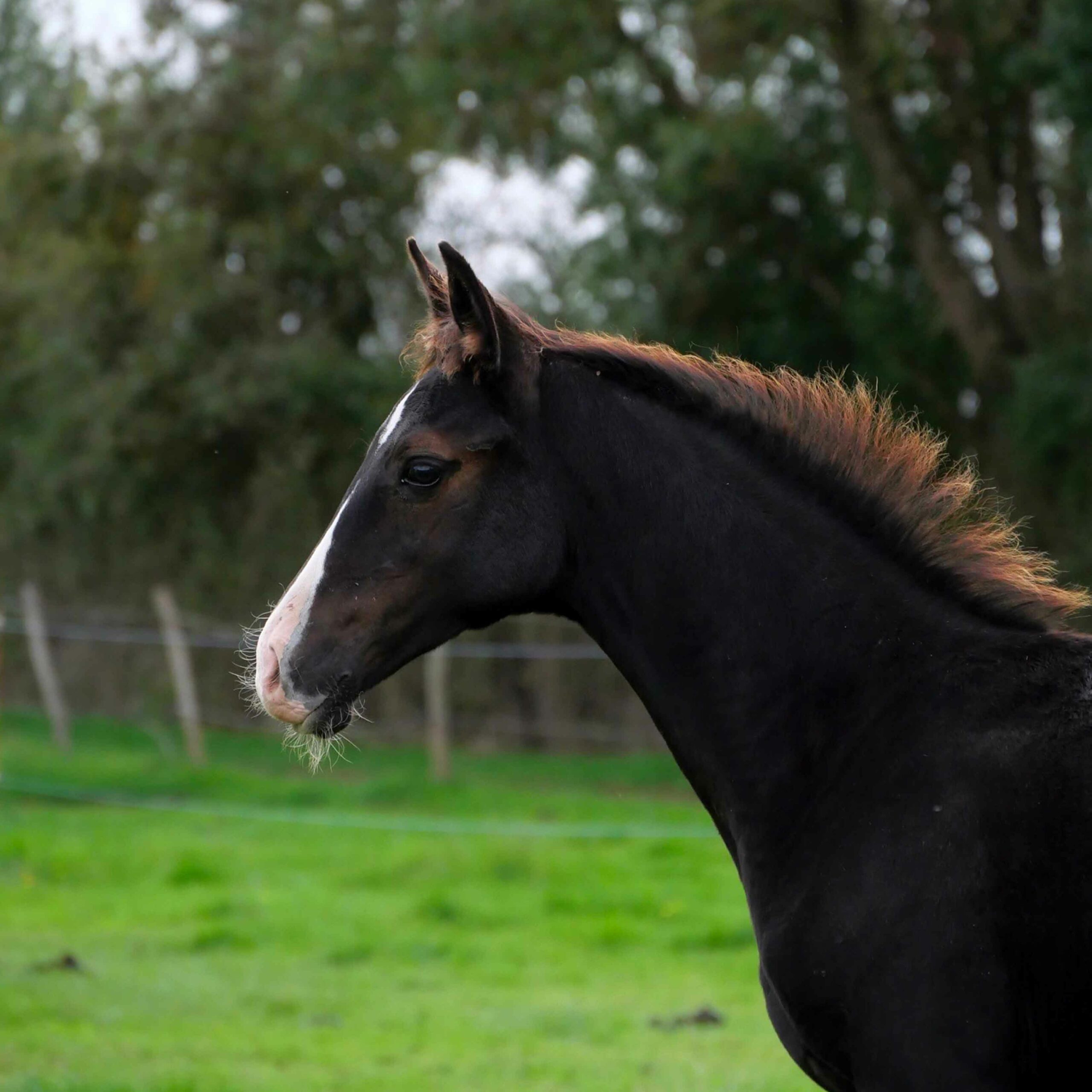 akhal teke noir