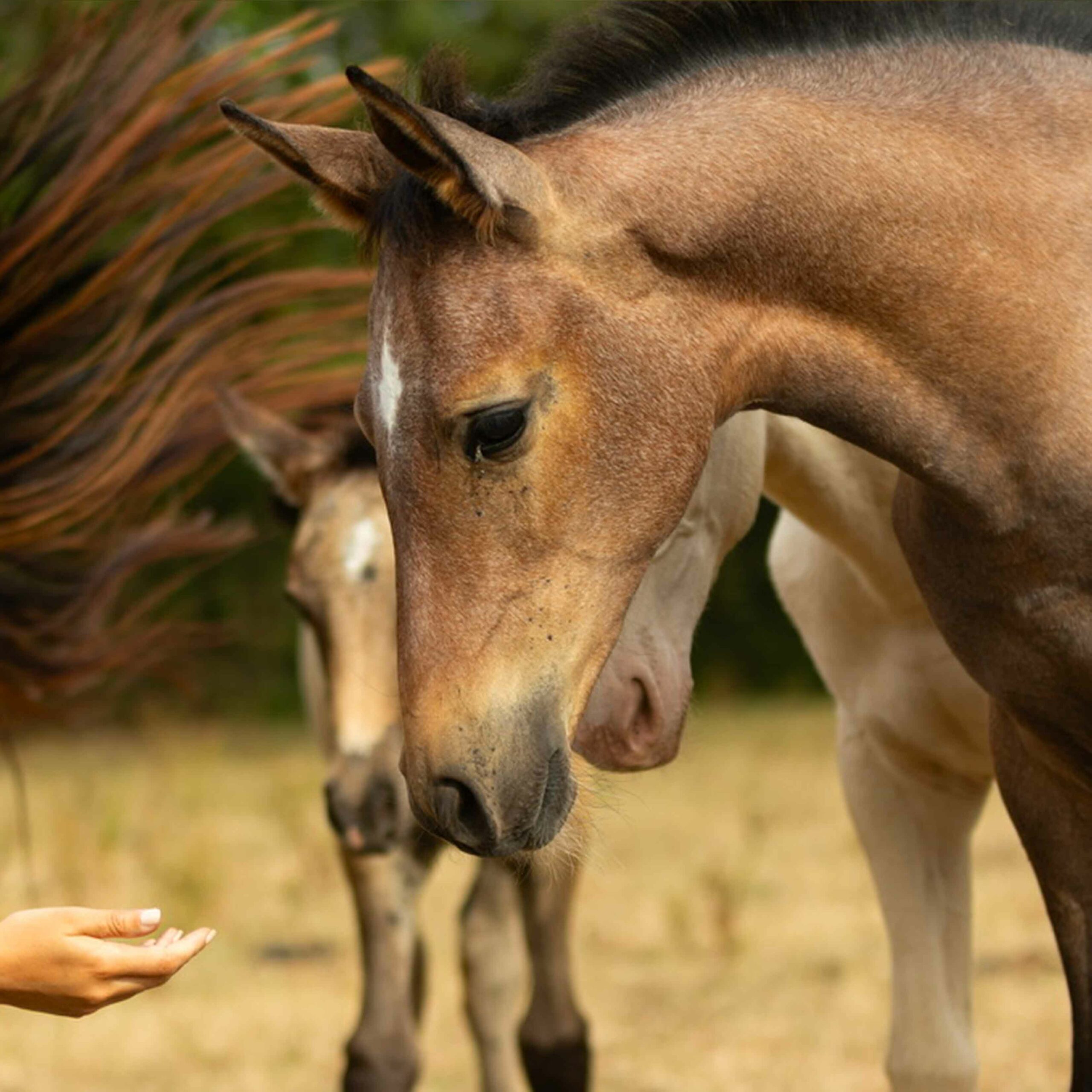 pouliche akhal teke baie
