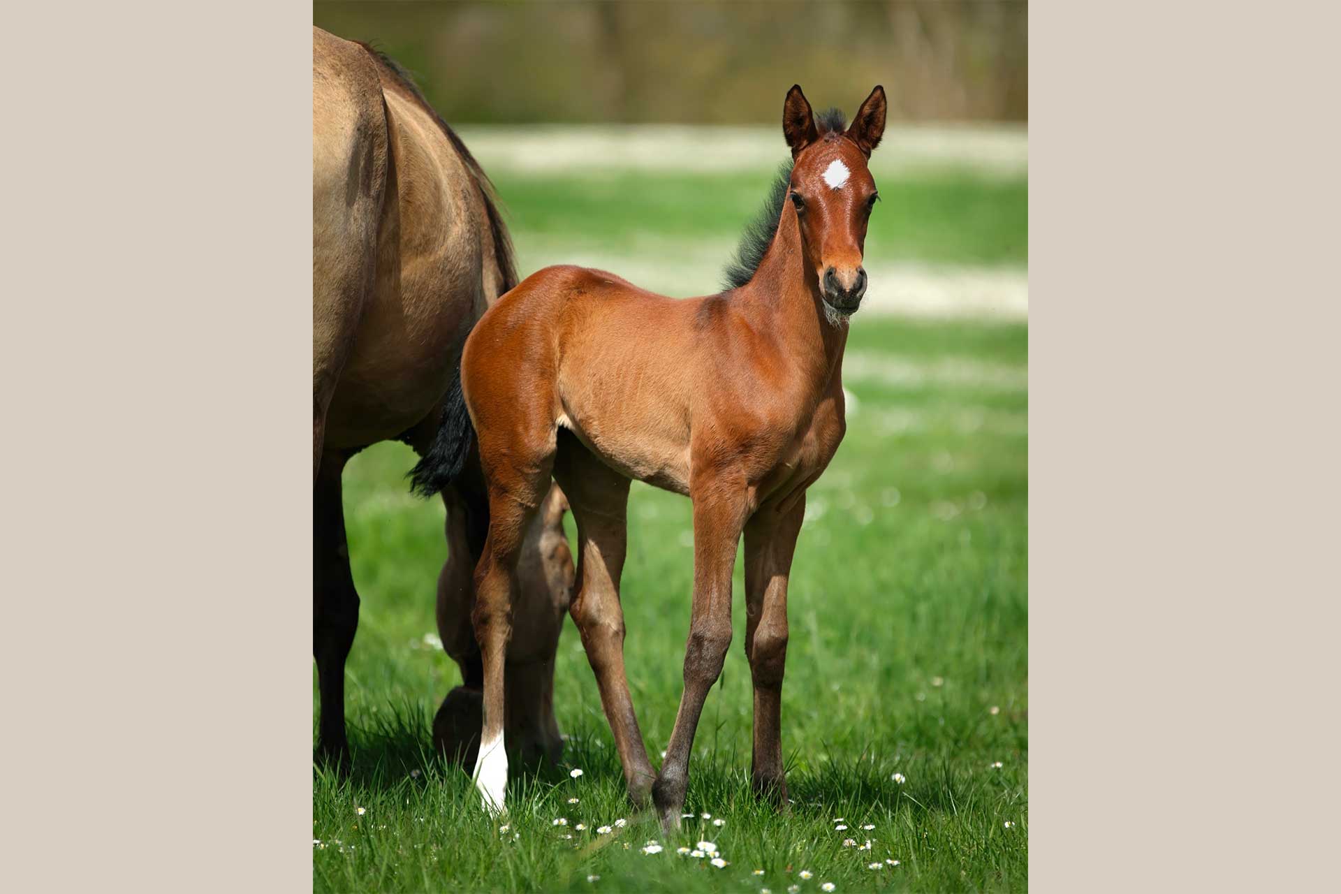 pouliche akhal teke baie au pré avec sa mère