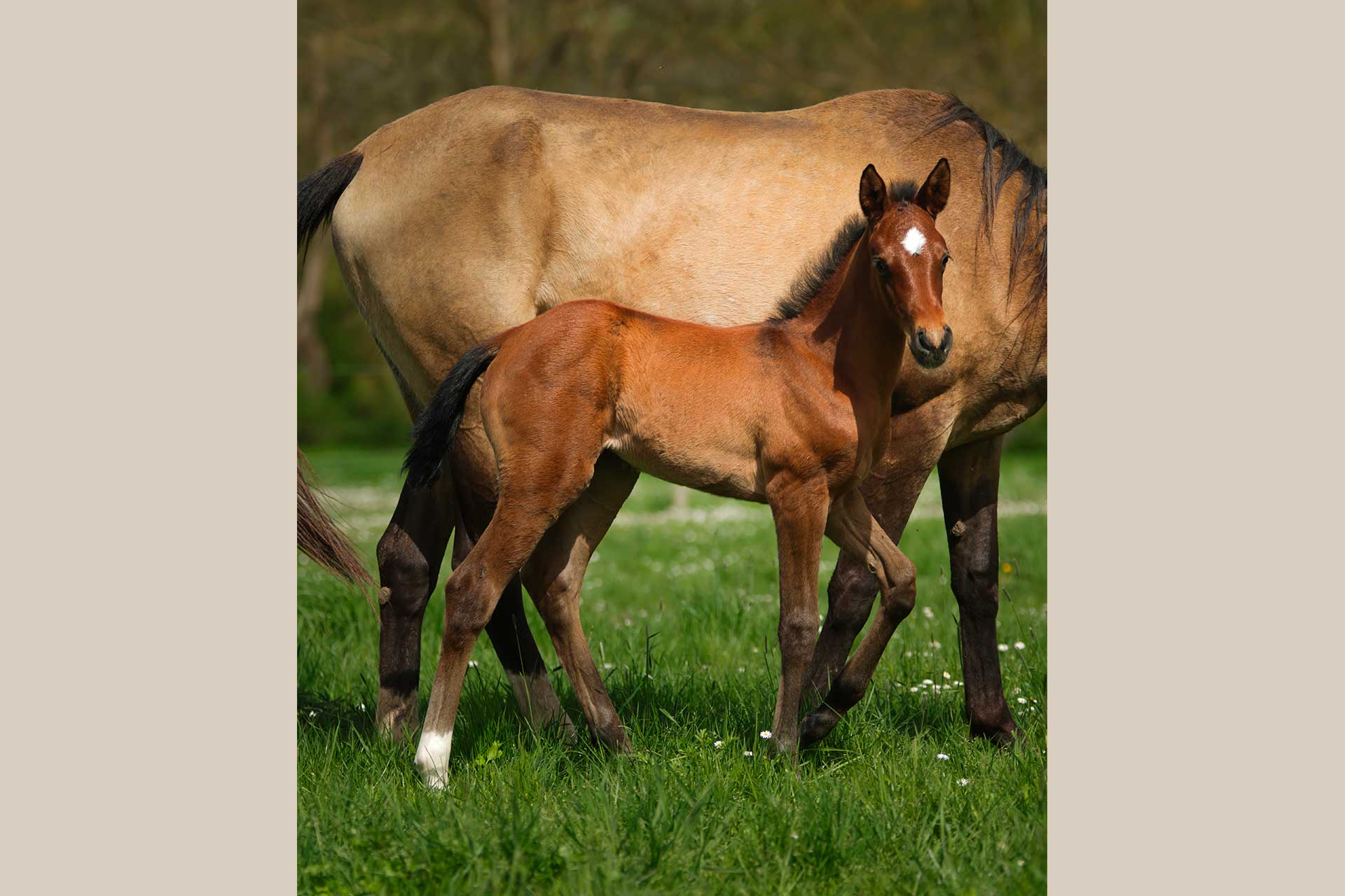 akhal teke baie poulain