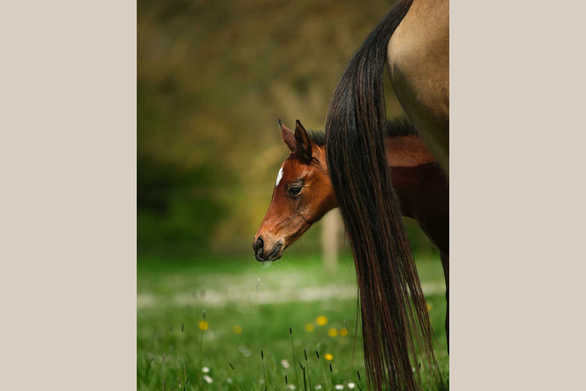 belle pouliche akhal teke cachée derrière sa mère
