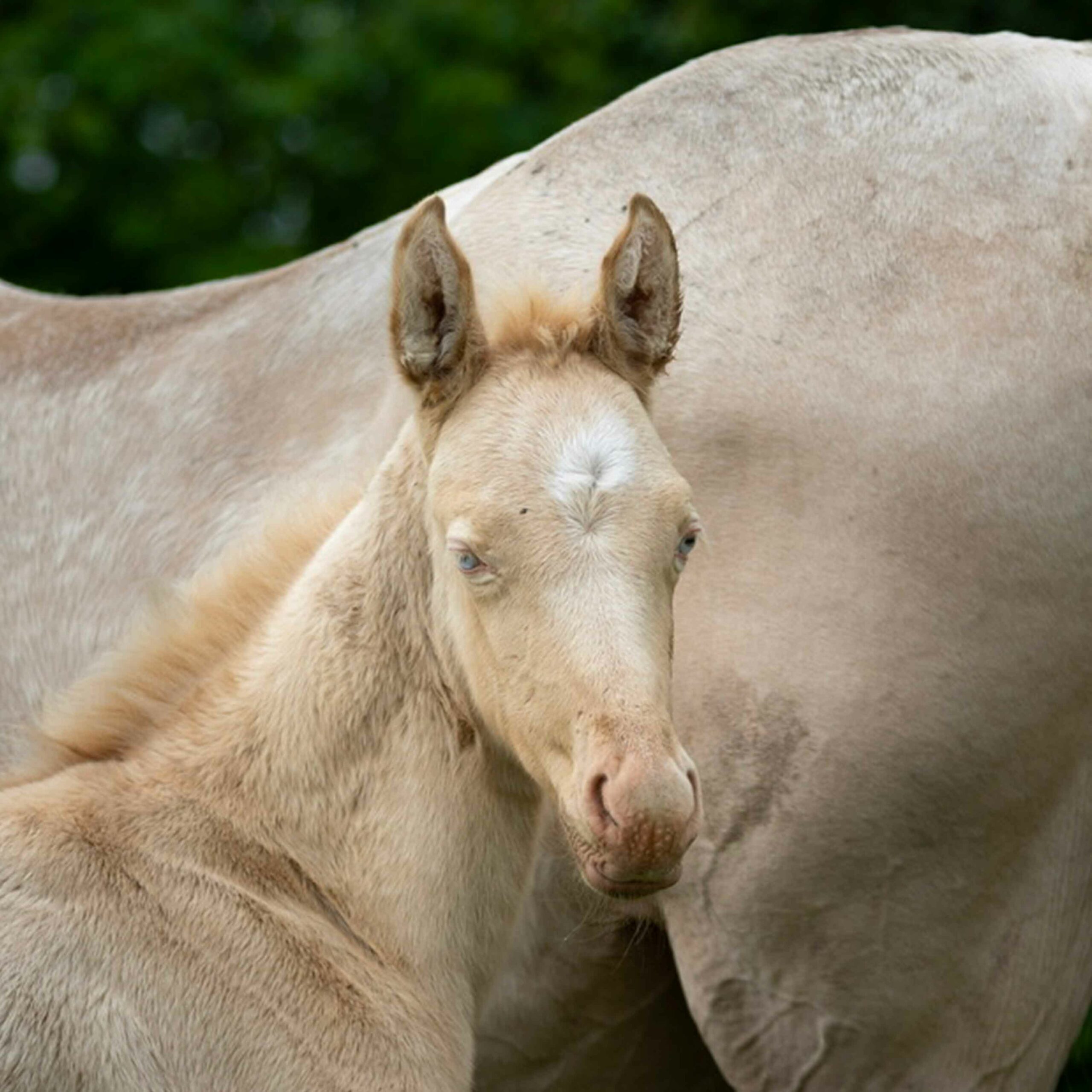 pouliche akhal teke perlino